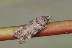 Teleiopsis diffinis