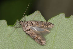Teleiopsis diffinis