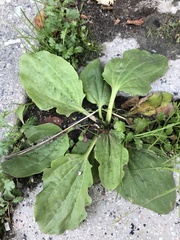 Plantago major