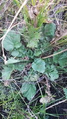 Geum macrophyllum perincisum