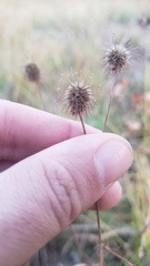 Geum macrophyllum perincisum