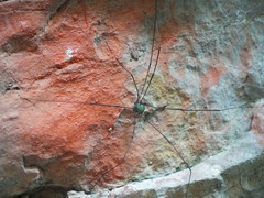 Leiobunum viridorsum