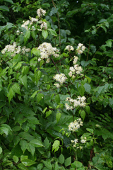 Clematis brevicaudata