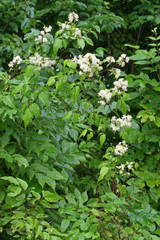 Clematis brevicaudata