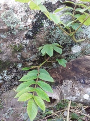 Spathodea campanulata