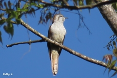 Cacomantis sonneratii