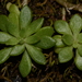 Nevius' Stonecrop - Photo (c) Brian Finzel, some rights reserved (CC BY-SA), uploaded by Brian Finzel