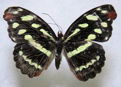 Catonephele mexicana