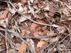 Acanthophis antarcticus