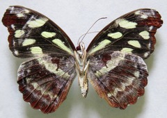 Catonephele mexicana