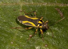 Acinocoris includens