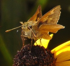 Polites themistocles