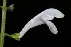 Scutellaria pseudoserrata