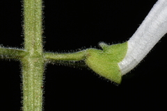 Scutellaria pseudoserrata