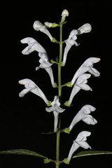 Scutellaria pseudoserrata
