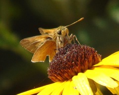 Polites themistocles