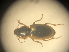 Anisodactylus discoideus