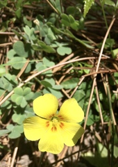 Oxalis conorrhiza