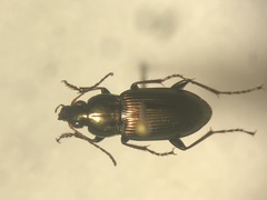 Poecilus chalcites
