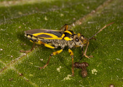 Acinocoris includens