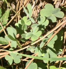 Oxalis conorrhiza