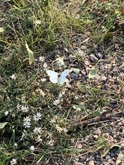 Pieris rapae
