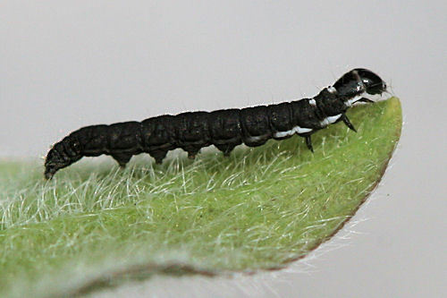 Ten-spotted Honeysuckle Moth