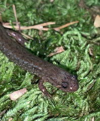 Desmognathus planiceps