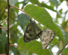 Melanargia halimede