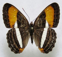 Adelpha cytherea marcia