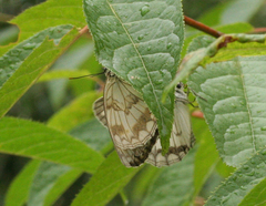 Melanargia halimede