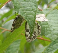 Melanargia halimede