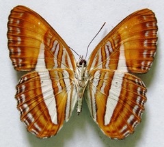 Adelpha cytherea marcia