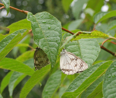 Melanargia halimede