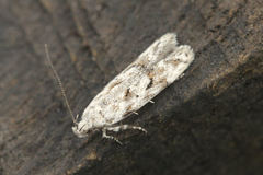 Caryocolum huebneri