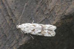 Caryocolum huebneri