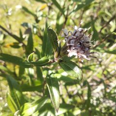 Lagascea rigida rigida