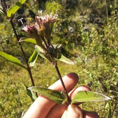 Lagascea rigida rigida