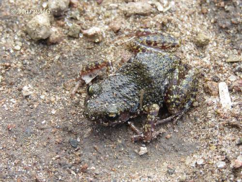 Big-eared Chirping Frog