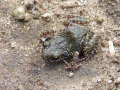 Eleutherodactylus verrucipes