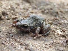 Eleutherodactylus verrucipes