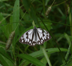 Melanargia halimede