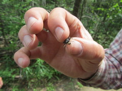 Cicindela longilabris