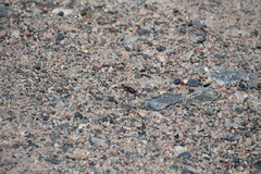 Cicindela longilabris