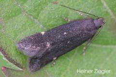 Aproaerema anthyllidella