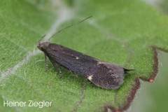 Aproaerema anthyllidella