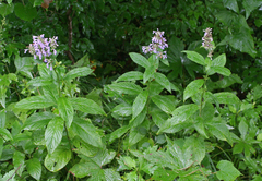 Nepeta manchuriensis