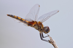 Macrodiplax balteata