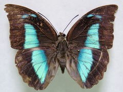 Archaeoprepona demophon centralis