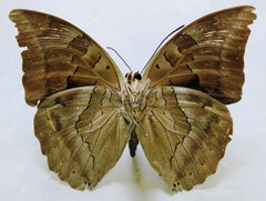Archaeoprepona demophon centralis